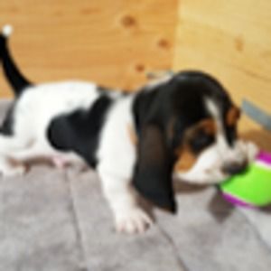 Meet your Posher, Bowdries